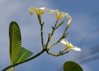 Frangipani Frangipani