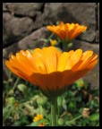 Gerbera Gerbera