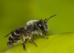 Apetta Apetta