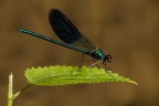 Calopteryx splendens