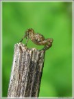 XYSTICUS (DANZANDO) XYSTICUS (DANZANDO)