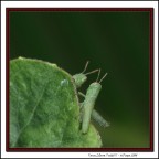 Tana Libera Tutti!!!