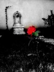 La mia rosa La mia rosa