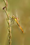 Libellula