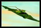 il tappeto volante il tappeto volante