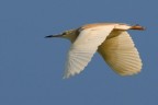 Sgarza in volo Sgarza in volo