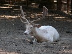 Cervo Cervo