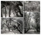 pineta... pineta...