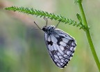 Melanargia Galathea Melanargia Galathea