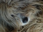 pastore bergamasco pastore bergamasco