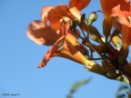 prima macro prima macro
