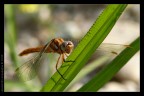 Libellula