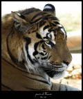 tiger tiger