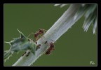 Formichine Formichine