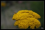 Apina Apina
