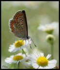 Farfalla a spasso Farfalla a spasso