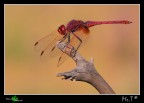 Libellula Rossa Libellula Rossa
