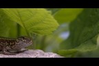 Chi guarda chi Chi guarda chi