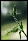 A flower? A flower?