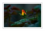 Una rosa nel giardino Una rosa nel giardino