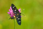 Amata phegea Amata phegea