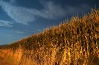 d'oro d'oro