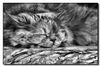 Il riposo del felino Il riposo del felino