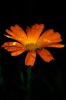 Orange Orange
