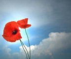 a caccia di papaveri e nuvole a caccia di papaveri e nuvole