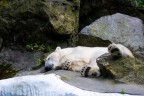 Non disturbare Non disturbare
