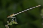 Platycnemis pennipes femmina Platycnemis pennipes femmina