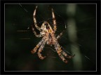Spider Spider