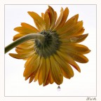 Gerbera Gerbera