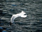 volare volare