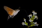 Macroglossum stellatarum aggiunte 2 foto