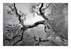 Alberi 1 Alberi 1