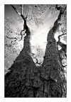 Alberi 3 Alberi 3