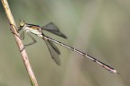 Damigella Damigella