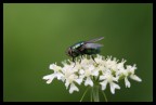 Mosca extraterrestre Mosca extraterrestre