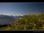 Montagne Svizzere Montagne Svizzere