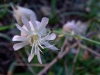 White Flower