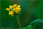 Fiore Fiore