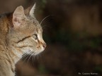 Ritratto felino Ritratto felino