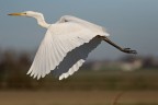 bianco al volo bianco al volo