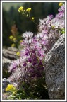 Fiori di seta Fiori di seta