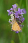 Agguato tra la lavanda Agguato tra la lavanda