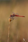 red red