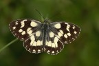 Melanargia galathea