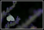 In Ombra In Ombra