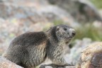 Marmotta con il Tartaro Marmotta con il Tartaro